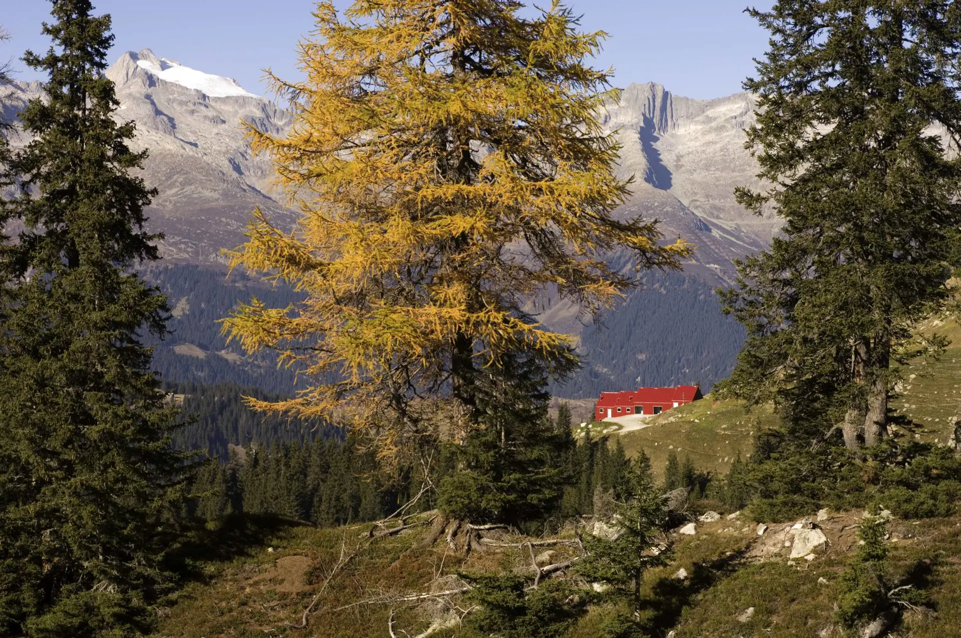 02_Neubau Alpgebäude_Ziegenalp Puzzetta Fuorns Platta